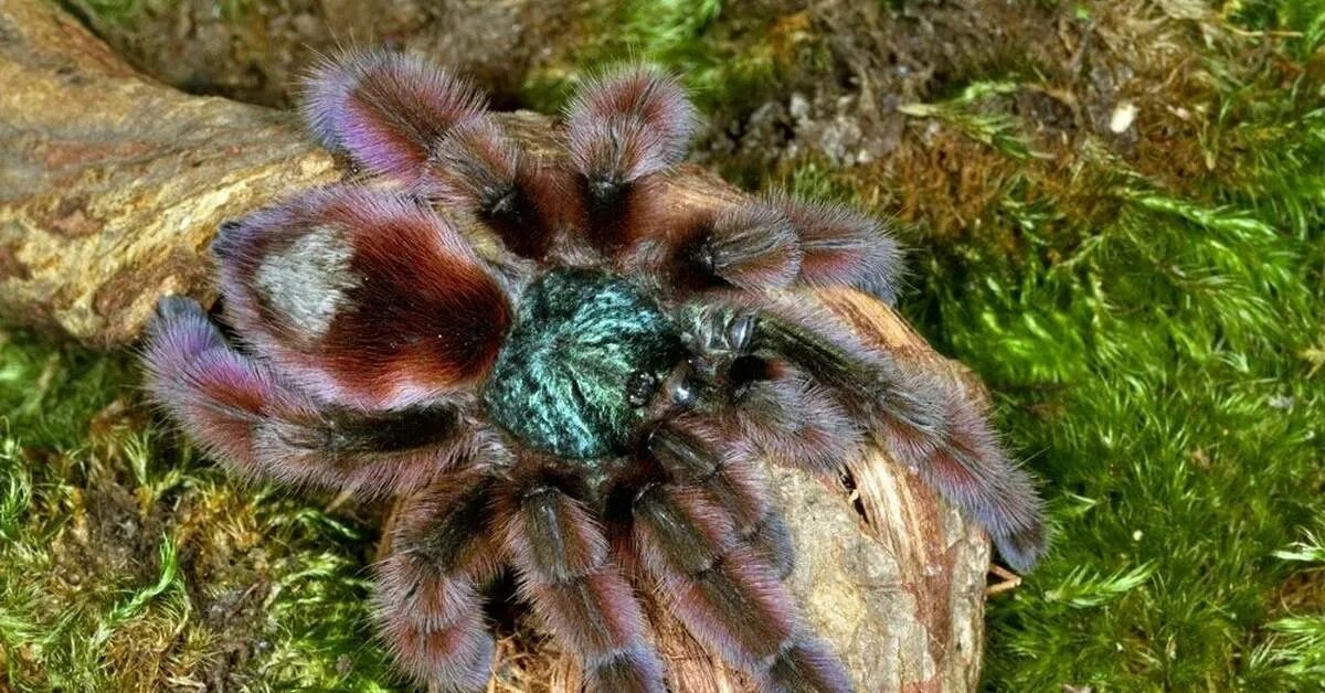 Авикулярия версиколор. Паук Avicularia versicolor. Avicularia versicolor (Авикулярия версиколор). Паук Тарантул птицеед.