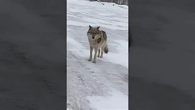 Волкова всем выйти из кадра 3 глава. Волки выходят к людям Пермь. Волк выходит к шапочке.