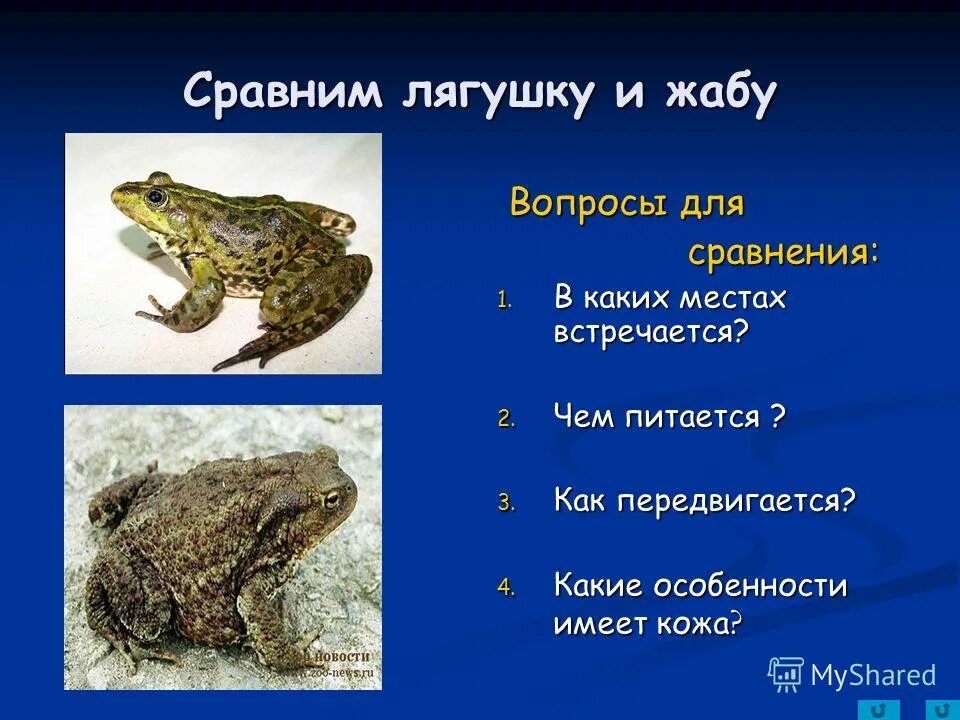 сходства лягушки. отличие жабы от лягушки. сходство лягушки и жабы. жаба и лягушка. лягушка от жабы сходства и различия 2 класс окружающий мир.