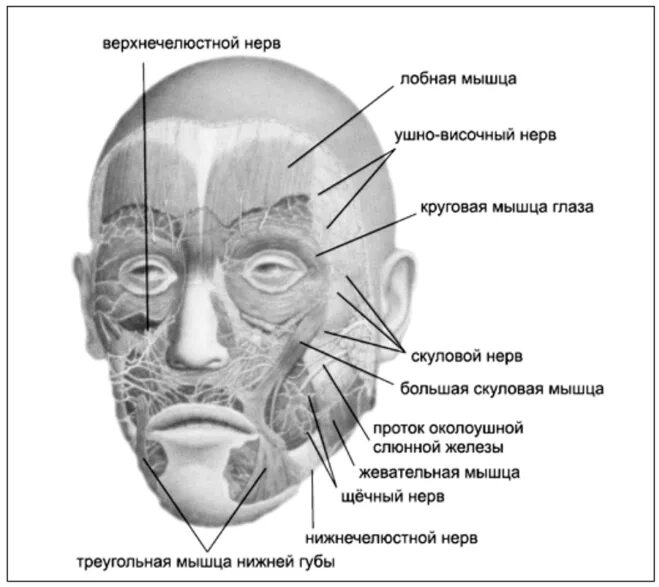Расположение нервов на лице. Схема расположения нервов на лице. Расположение нервов на лице человека. Нервные окончания на лице человека.