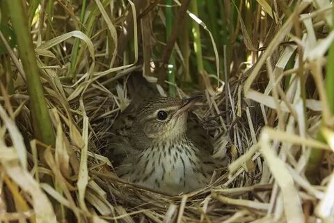 Латинское название какой птицы сахалина