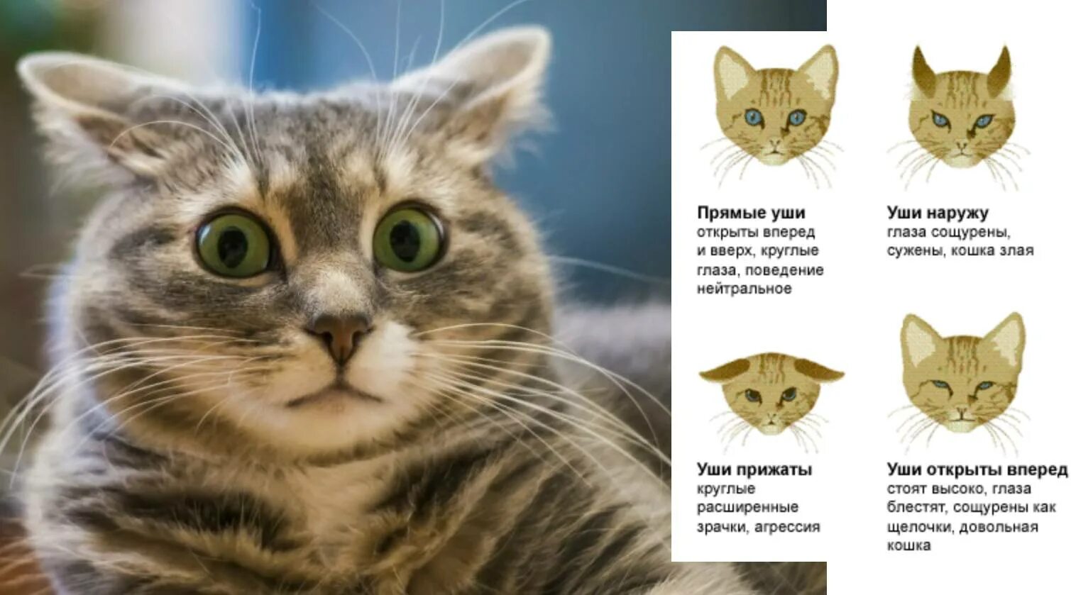 Как понять домашнюю кошку