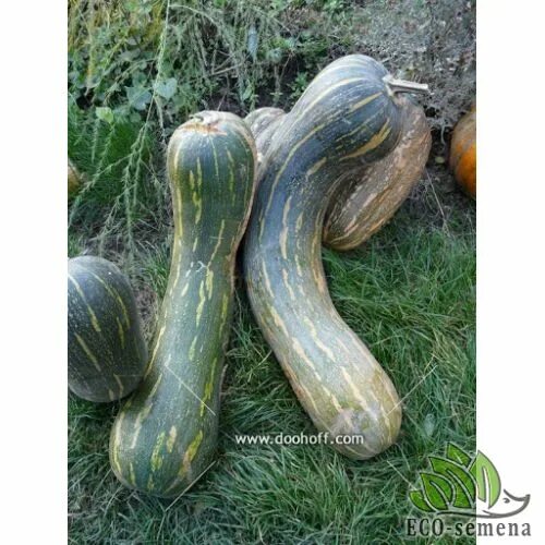 Green Striped Cushaw Squash Baker Creek Heirloom Seed Co Cushaw squash, Heirloom