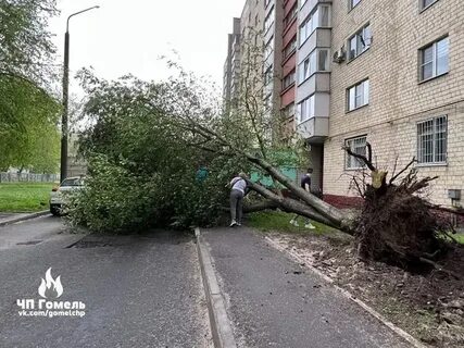 Дерево гомель