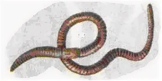 Сквозной кишечник у червей. У кольчатых червей впервые в эволюции животных появляется. У плоских червей в процессе эволюции появилась. В процессе эволюции впервые у представителей Тип кольчатых червей. Какая 1 эволюции впервые появилась у представителей червей.