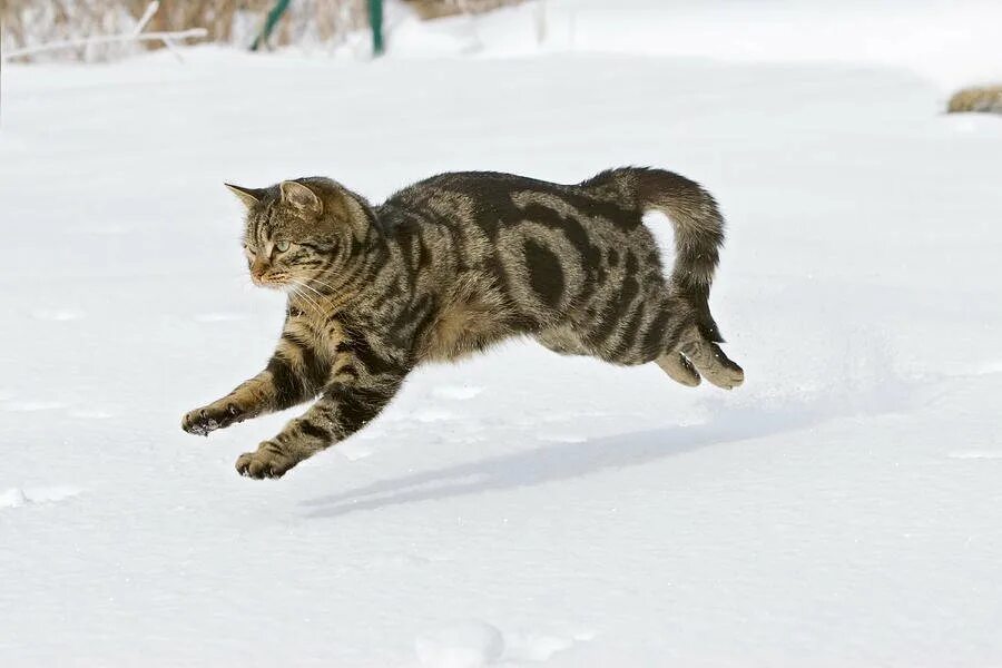 Кот бежит. Кот убегает. Серый кот бежит. Кот бежит по снегу.