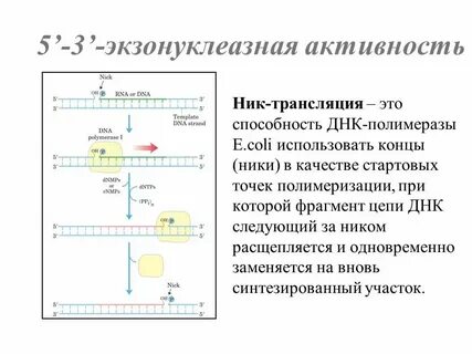 Функция днк полимеразы