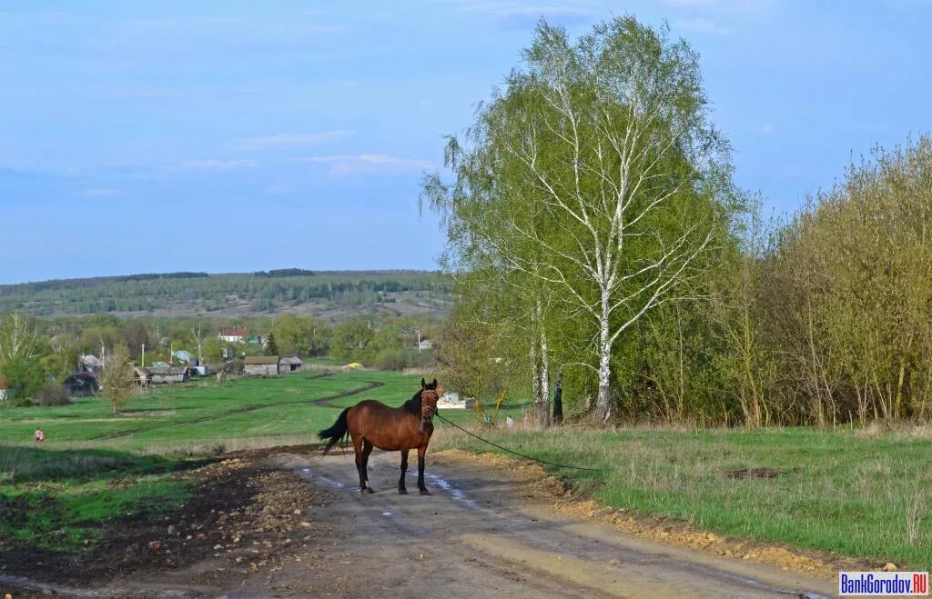 Вожово кромской район орловской области. Похвистнево орловская область. Природа орловской области мценского района. Деревня мураевка. Орловские села.