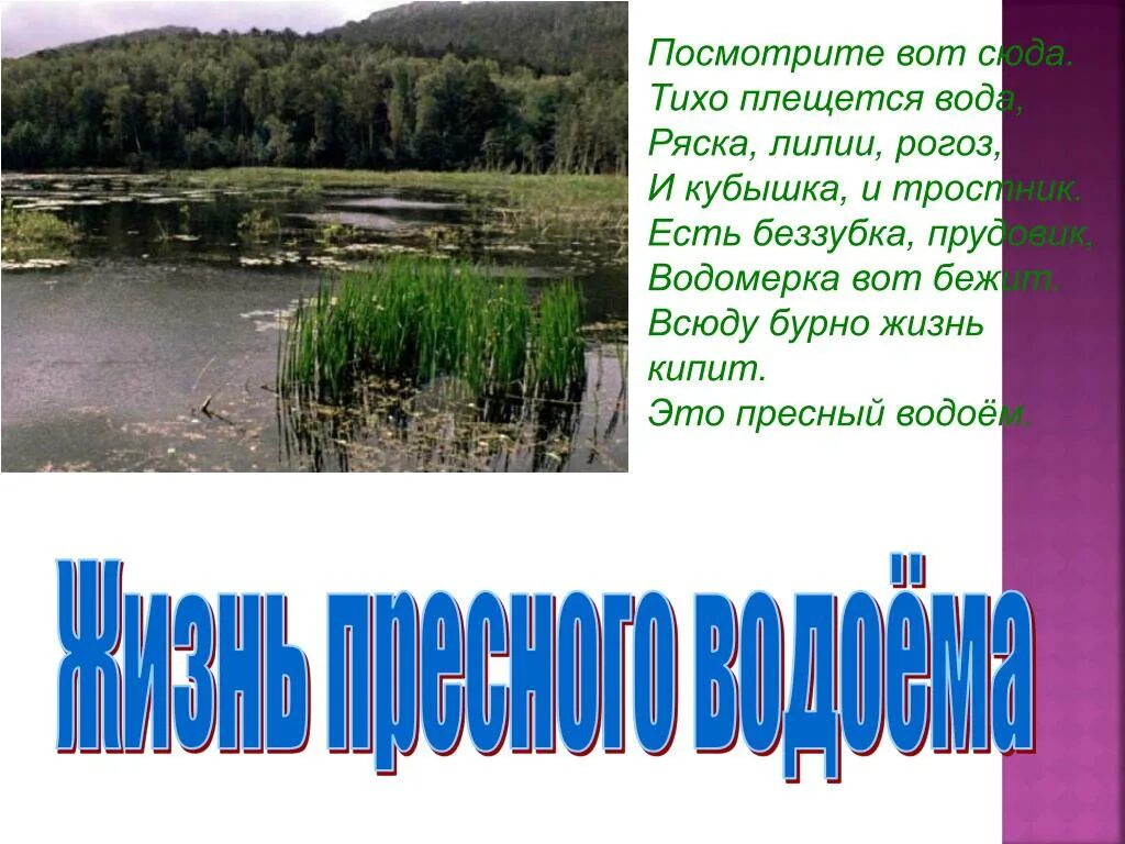 Жизнь в пресной воде. Жизнь водоема. Рассказ о пресном водоеме. Доклад жизнь в пресных Водах. Окружающий мир жизнь пресных водах