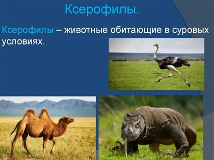 Животные и растения обитающие в низкой влажности