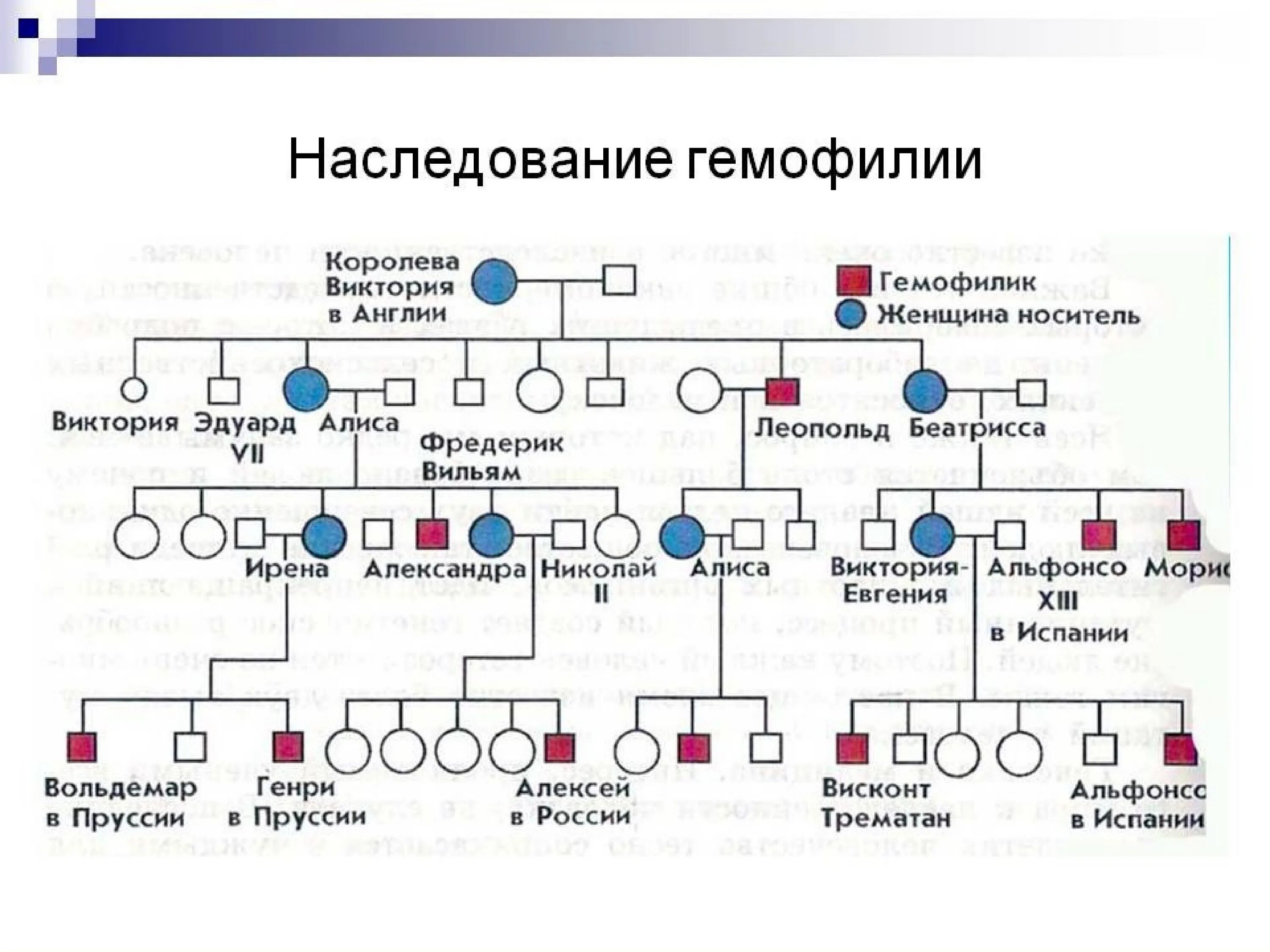 Схема наследственности гемофилии. Гемофилия Тип наследования схема. Схема наследования признака гемофилии. Схема наследования гемофилии у человека. Гемофилия наследственная болезнь