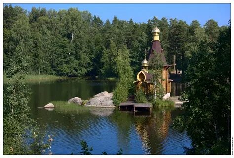 Ломоносов сосновая