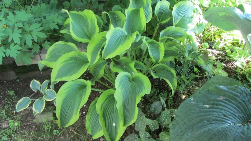 хоста атлантис