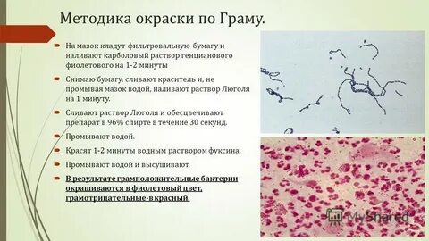 Окраска по граму микробиология