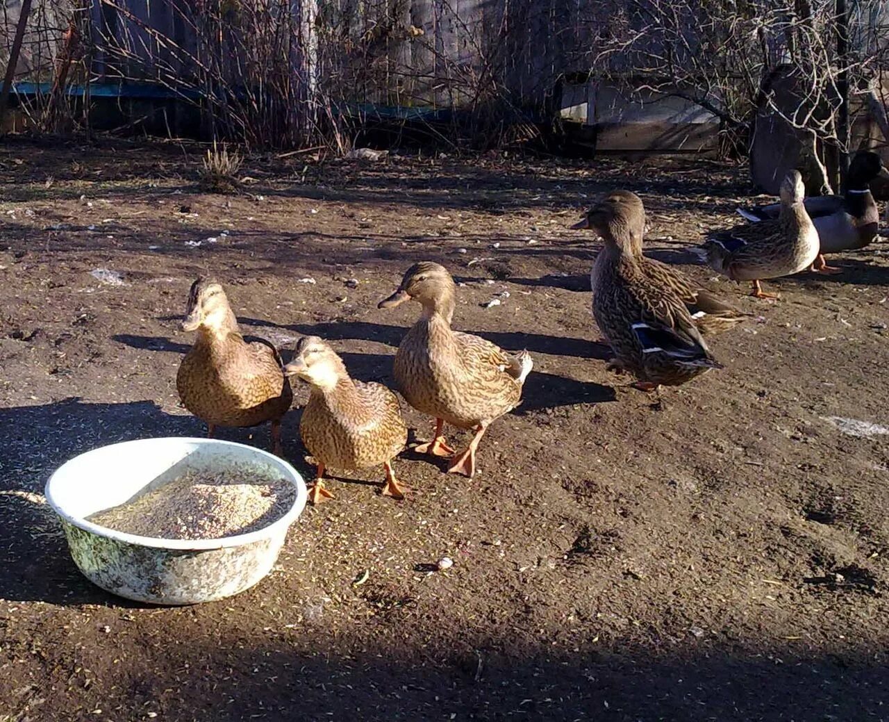 Сделать подсадную утку