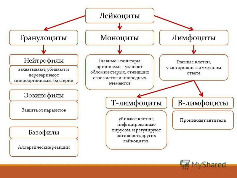 Классификация лейкоцитов схема. Лейкоциты и лейкоцитарная функция. Типы лейкоцитов таблица. Основные виды лейкоцитов и их функции. Реакция на лейкоциты положительная