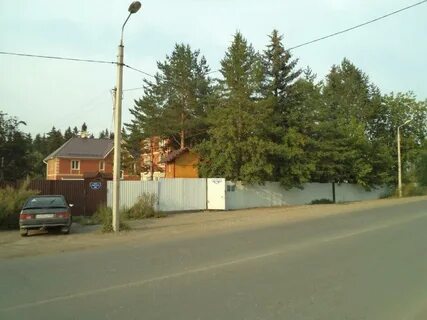 Ясень пермь