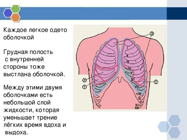 Внутренние стенки грудной полости выстланы. Грудная полость выстлана. С внутренней стороны грудную полость выстилает. Грудная полость с внутренней поверхности выстлана.