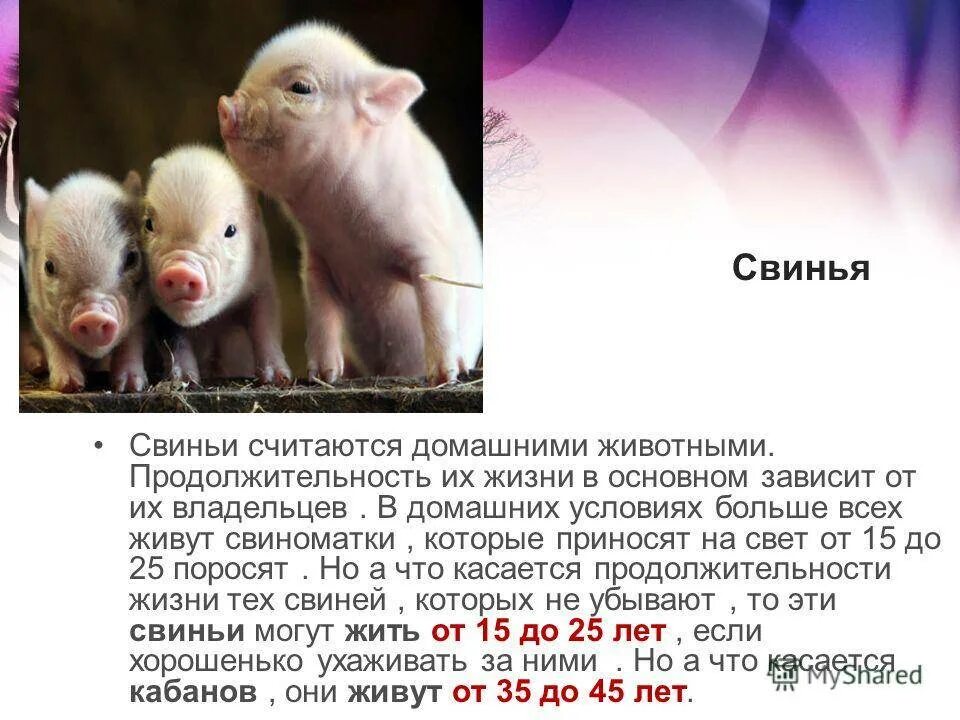 Продолжительность жизни свинки. Продолжительность жизни свиней. Сколько лет живут Соньи!!!. Продолжительность жизни животных свинья. Продолжительность жизни поросенка.