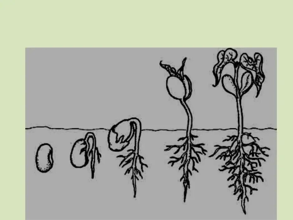 Корневая система фасоли. Прорастание растений для детей. Прорастание семян. Схема прорастания фасоли. Стадии развития растений.