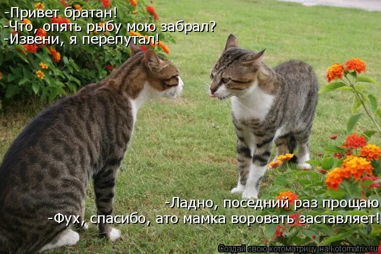 Жду мужа домой. Картинки жду мужа домой. Два кота Котоматрица. Жди мужа домой.