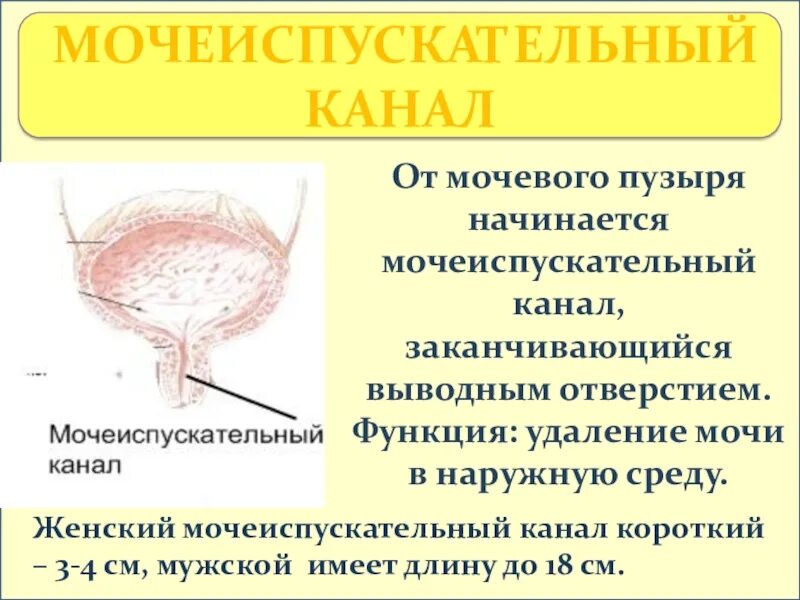 Наружный мочеиспускательный канал. Мочеиспускательный канал. Строение мочеиспускательного канала. Мочевой пузырь строение и функции. Строение мочевого пузыря и мочеиспускательного канала.