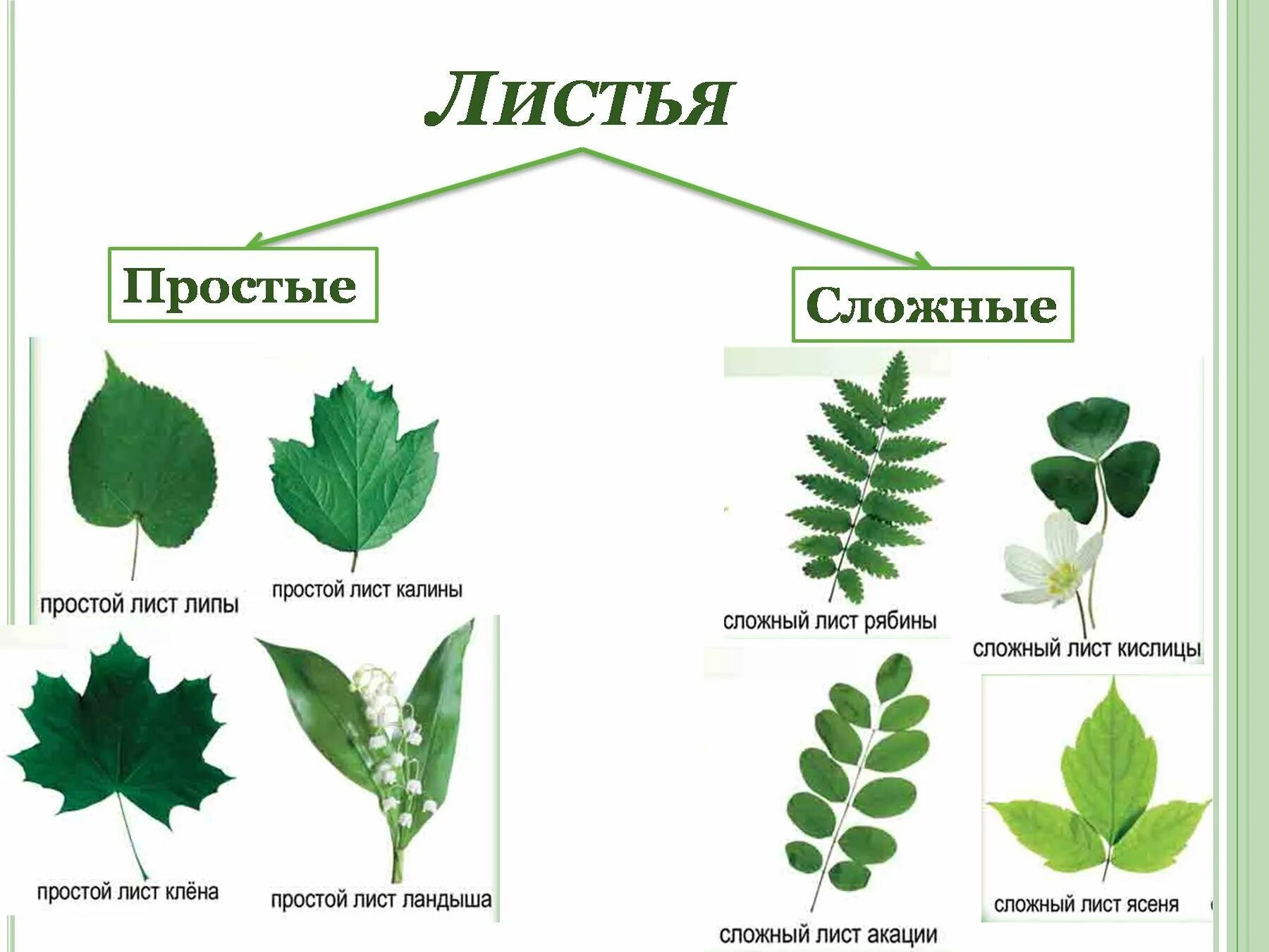 Лист внешнее строение листа. Тройчатосложный черешковый лист. Жилкование листа дуба. Лист липы простой или сложный. Какой лист называют сложным