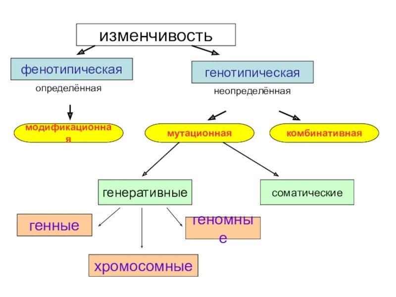 Наследственные изменения примеры. Виды мутационной изменчивости схема. Комбинативная и модификационная изменчивость. Наследование модификационной изменчивости. Комбинативная и фенотипическая изменчивость.