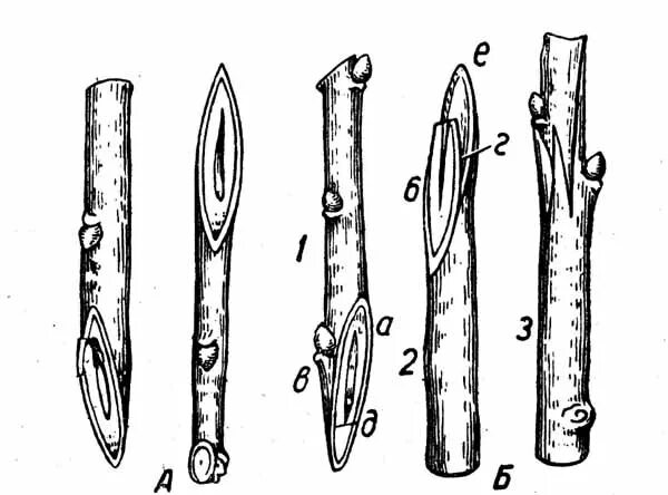 Прививка сирени. Сирень прививка окулировкой. Копулировка (прививка в приклад). Прививочный нож копулировка окулиров. Улучшенная копулировка с язычком.