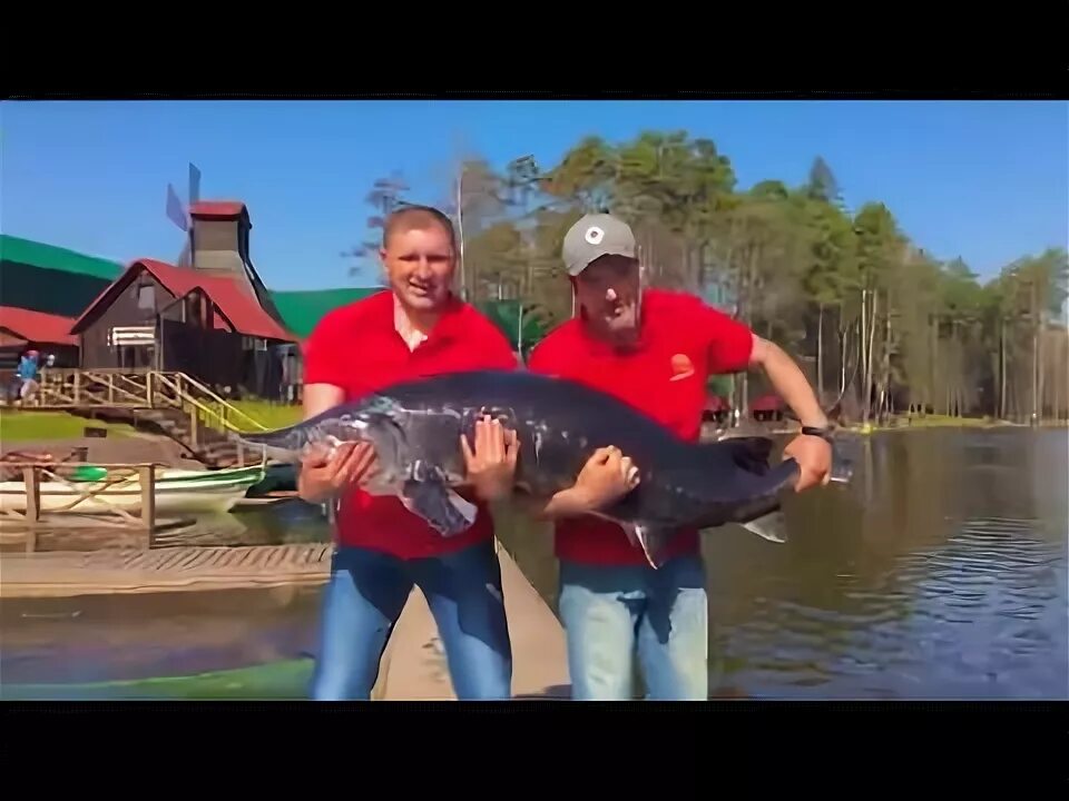 Золотой сазан новая рига. Платная рыбалка сазана. Золотой сазан симферопольское шоссе 41 км. Платная рыбалка сазана. Рыбалка золотой сазан симферопольское шоссе.