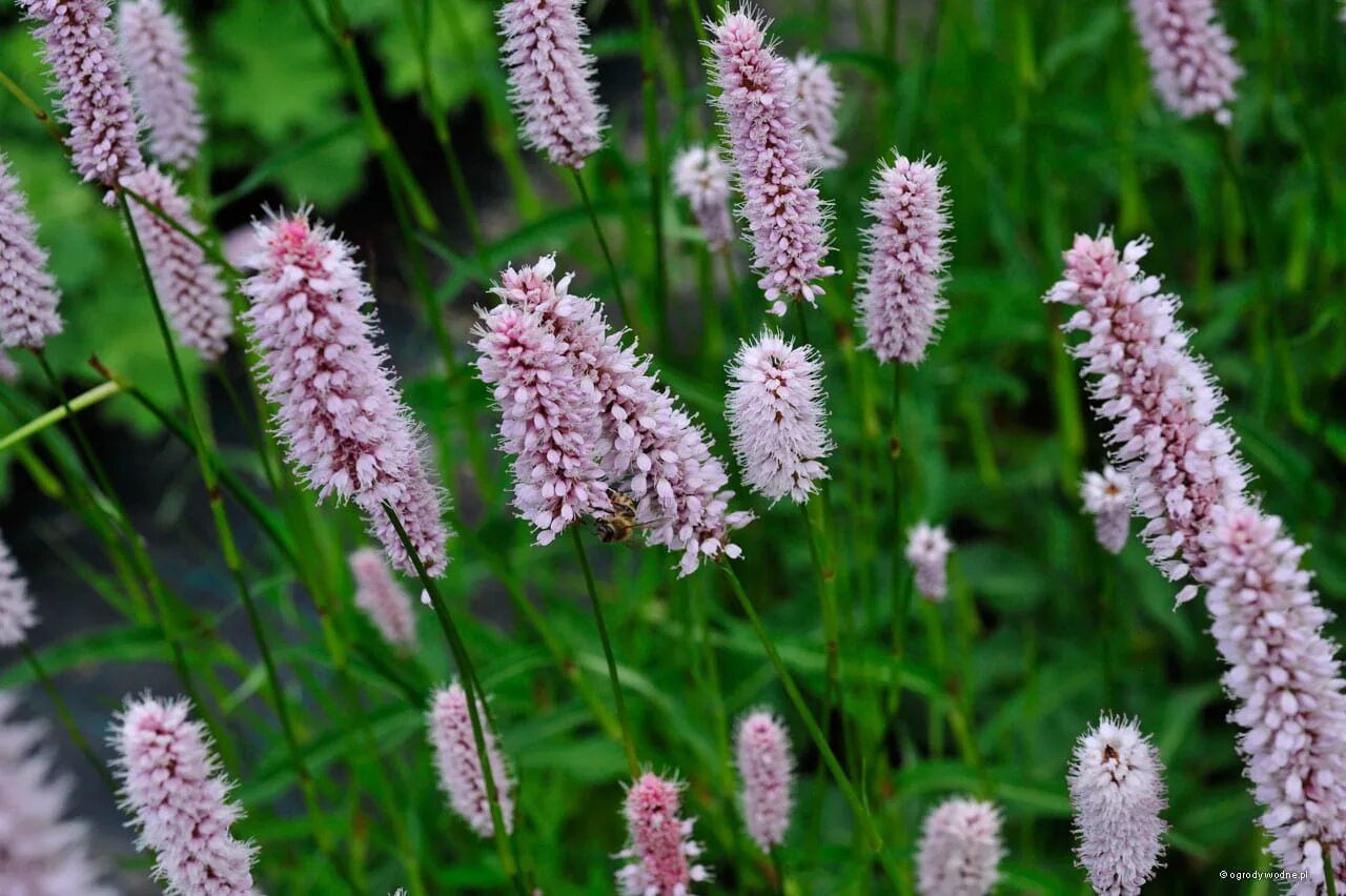 Змеевик большой. Горец змеиный (Polygonum bistorta). Горец змеиный bistorta officinalis. Горец bistorta superba. Горец змеиный superba Суперба.