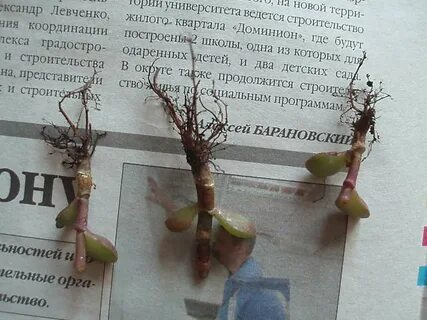 Денежное дерево корень в воде