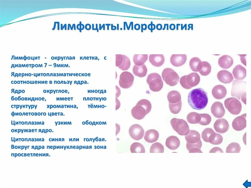 Малые лимфоциты форма ядра. Лимфоциты морфология. Морфология лимфоцитов в крови. Лимфоциты особенности строения. Размер лимфоцитов