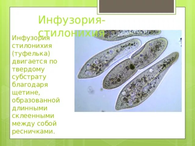 Тип и способ движения инфузории улитки голубя
