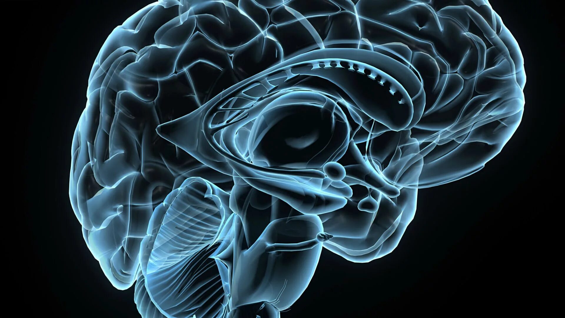 Последний мозг. Мозг анатомия. Проекция мозга. Мозг на темном фоне.