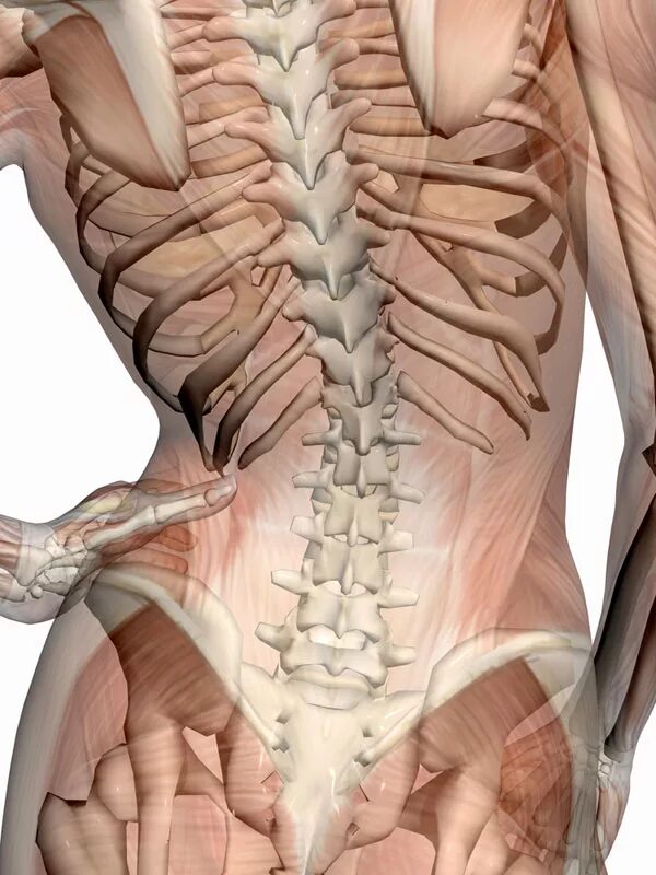 Поясничной области внизу живота. Мышцы поясничного отдела позвоночника анатомия. Сколиоз анатомия. Квадратная мышца поясницы. Спина позвоночник анатомия.