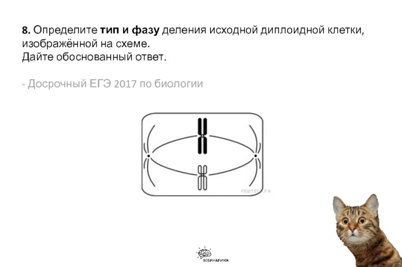 На рисунке изображена фаза деления клетки. Определите Тип и фазу деления. Тип и фазу деления исходной диплоидной клетки. Определите Тип и фазу деления гаплоидной клетки. Определите Тип и фазу деления исходной диплоидной клетки.