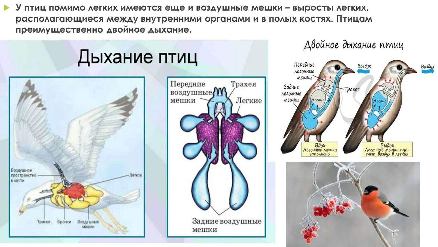 Костные птицы примеры. Воздушные мешки у птиц. Легочные мешки у птиц. Задние воздушные мешки у птиц. Легкие птиц.