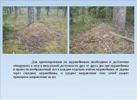Стороны света по муравейнику
