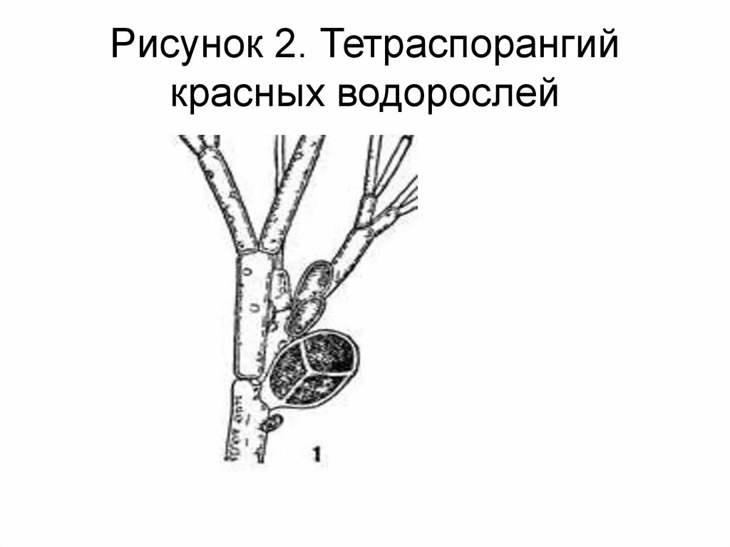 Ламинария порфира. Строение красных водорослей схема. Особенности таллома красных водорослей. Строение таллома красных водорослей. Красные водоросли багрянки тип таллома.