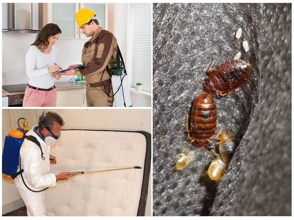 Дезинфекция от постельных клопов. Дезинфекция от клопов в квартире. Дезинфекция от клопов в квартире. Обработка от клопов в квартире. Дезинсекция квартиры.