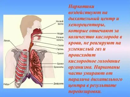 Углекислый газ влияние