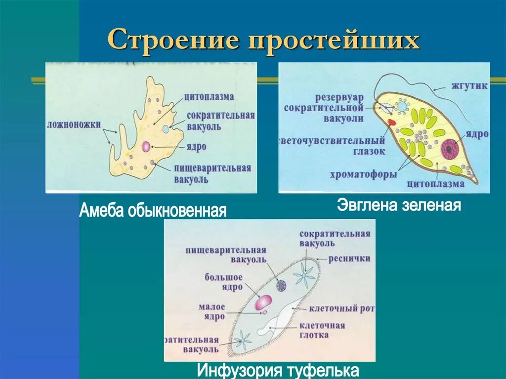 Части строения простейших. Строение одноклеточного животного. Строение простейших. Строение одноклеточных простейших. Строениепростейших животн.