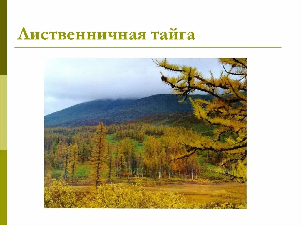 Урок 8 класс природно хозяйственные зоны тайга. Лиственничная Тайга Восточной Сибири. Редкостойная Лиственничная Тайга. Светлохвойная Лиственничная Тайга. Тайга природная зона.