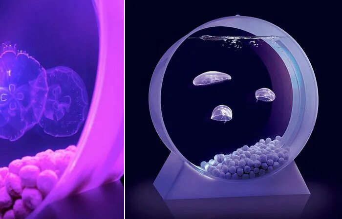 Медуза живая купить. Аквариум с медузами. Домашний аквариум с медузами. Круглый аквариум с медузами. Домашние медузы в аквариуме.