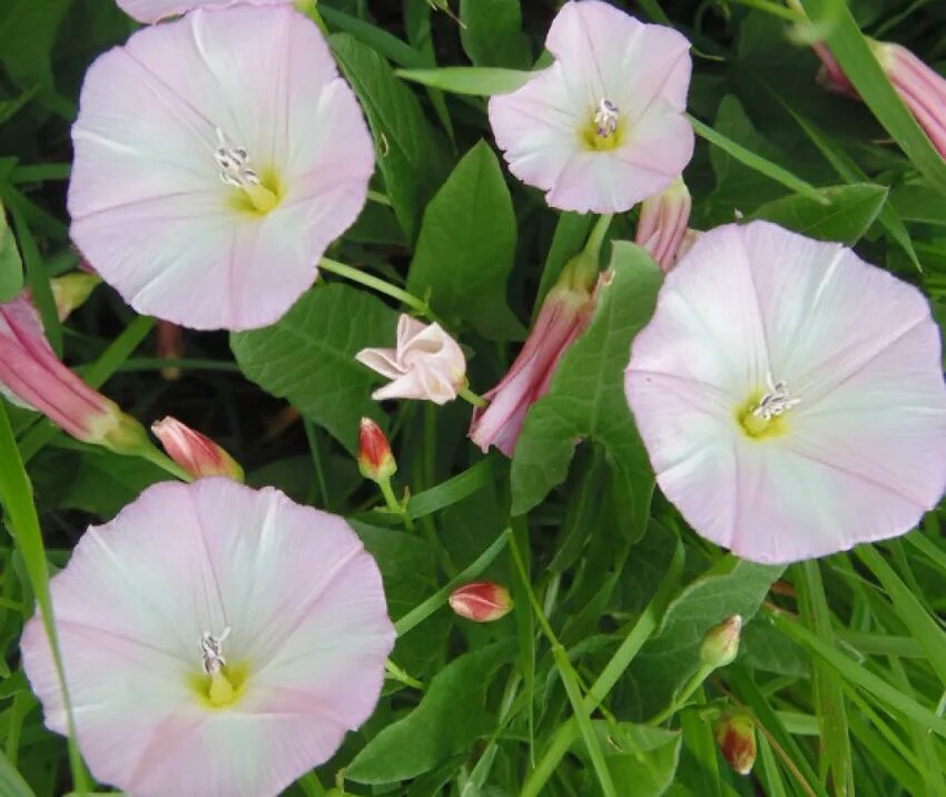 Вьюн сорняк. Вьюнок полевой. Вьюнок полевой (Convolvulus arvensis). Вьюнок полевой Березка. Вьюнок полевой (Convōlvulus arvēnsis).