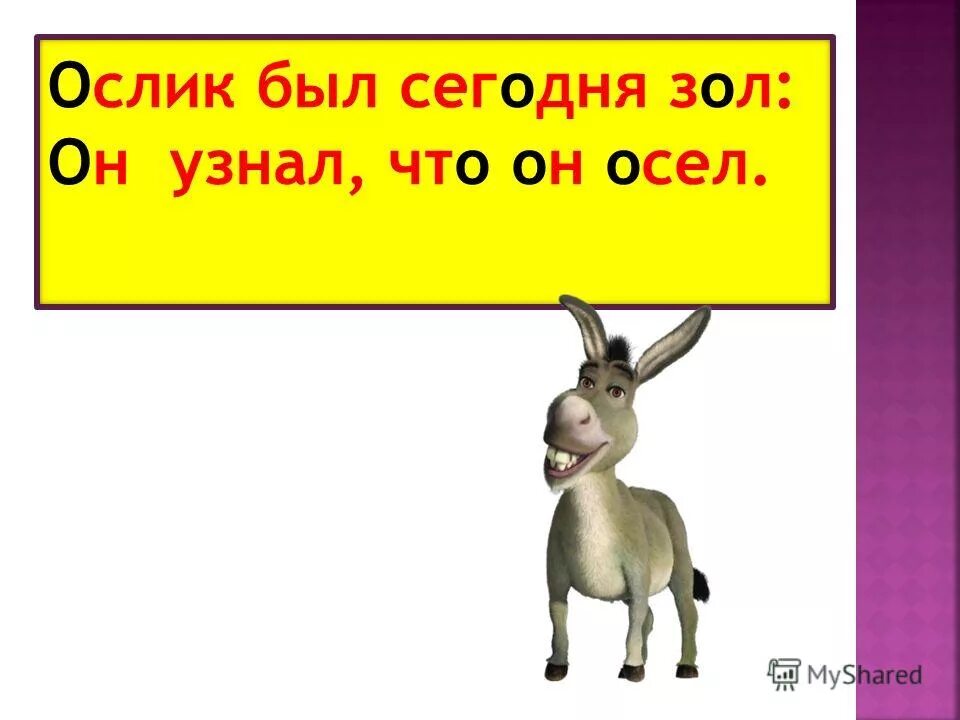 Ослик животное. Смешные произведения. Ослик был сегодня зол он узнал что он осёл подчеркни. Смешные животные. День осла.