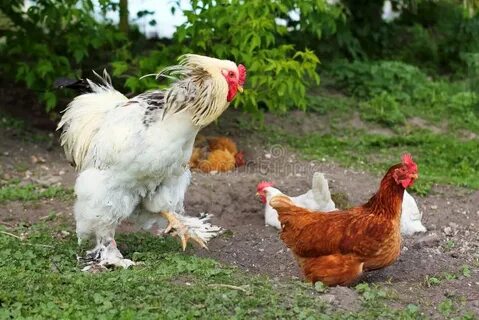 Куры с короткими ногами