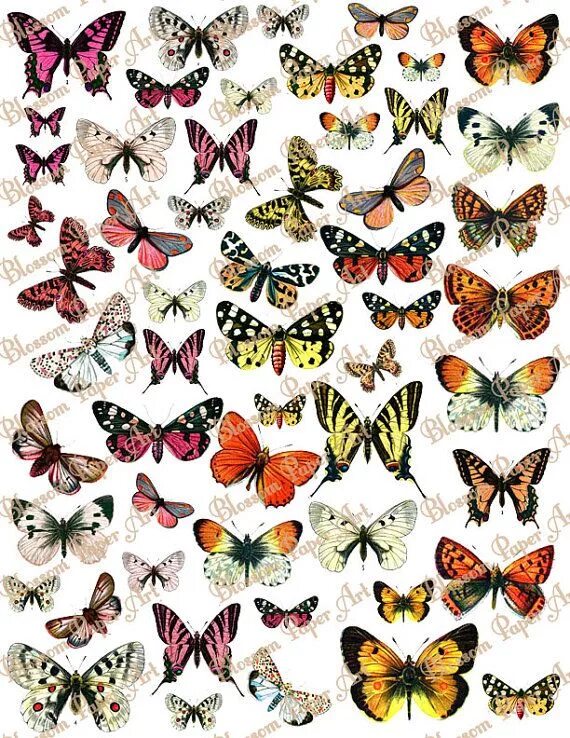 Декор торта с бабочками. Синяя бабочка. Бабочки красивые цветные. Бабочки цветные. Много бабочек на одном листе.