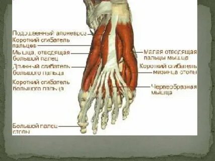 Короткий разгибатель большого пальца стопы латынь